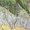 Plants: image 138 Of 180 Thumb